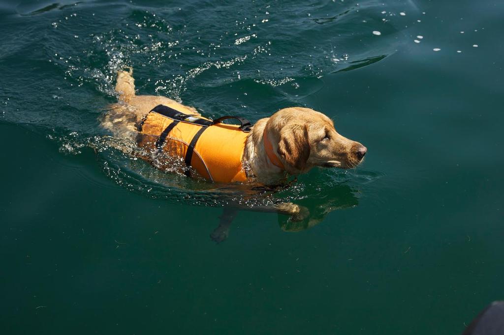 Even strong swimmers need a jacket © SW